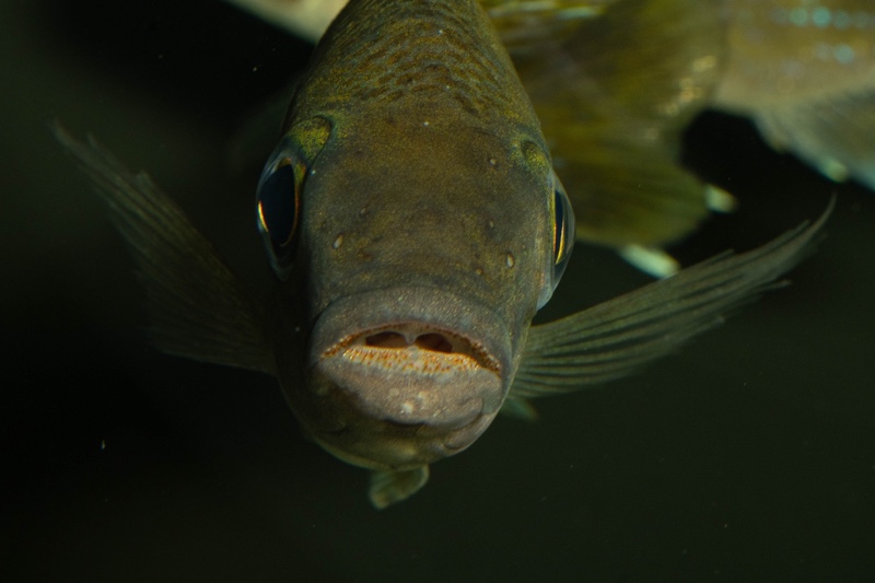 Cunningtonia longiventralis 'Ulwile Island'